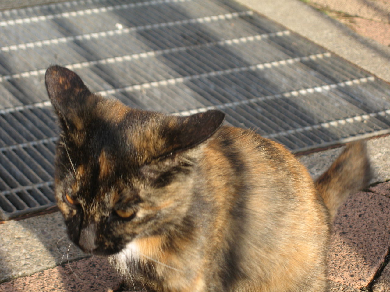舞鶴親海公園の猫 ベランダ日記