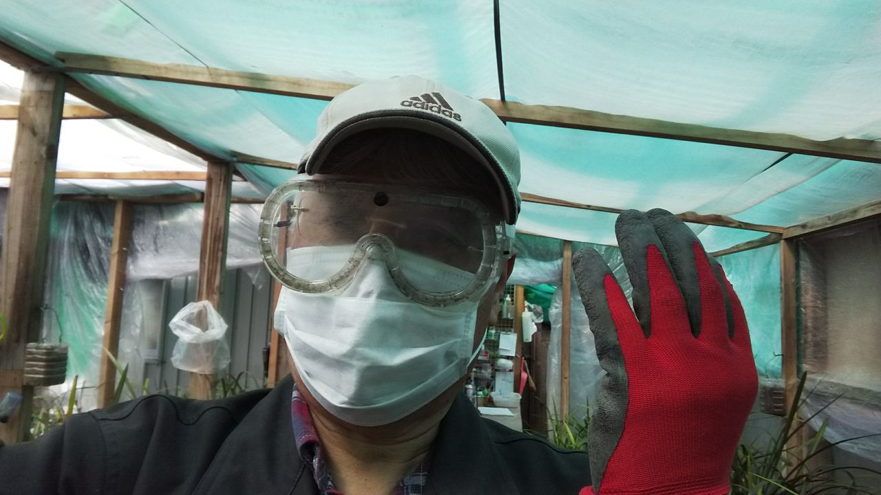 久し振りの消毒 ハカマの寒蘭日記 久し振りの消毒 ハカマの寒蘭日記