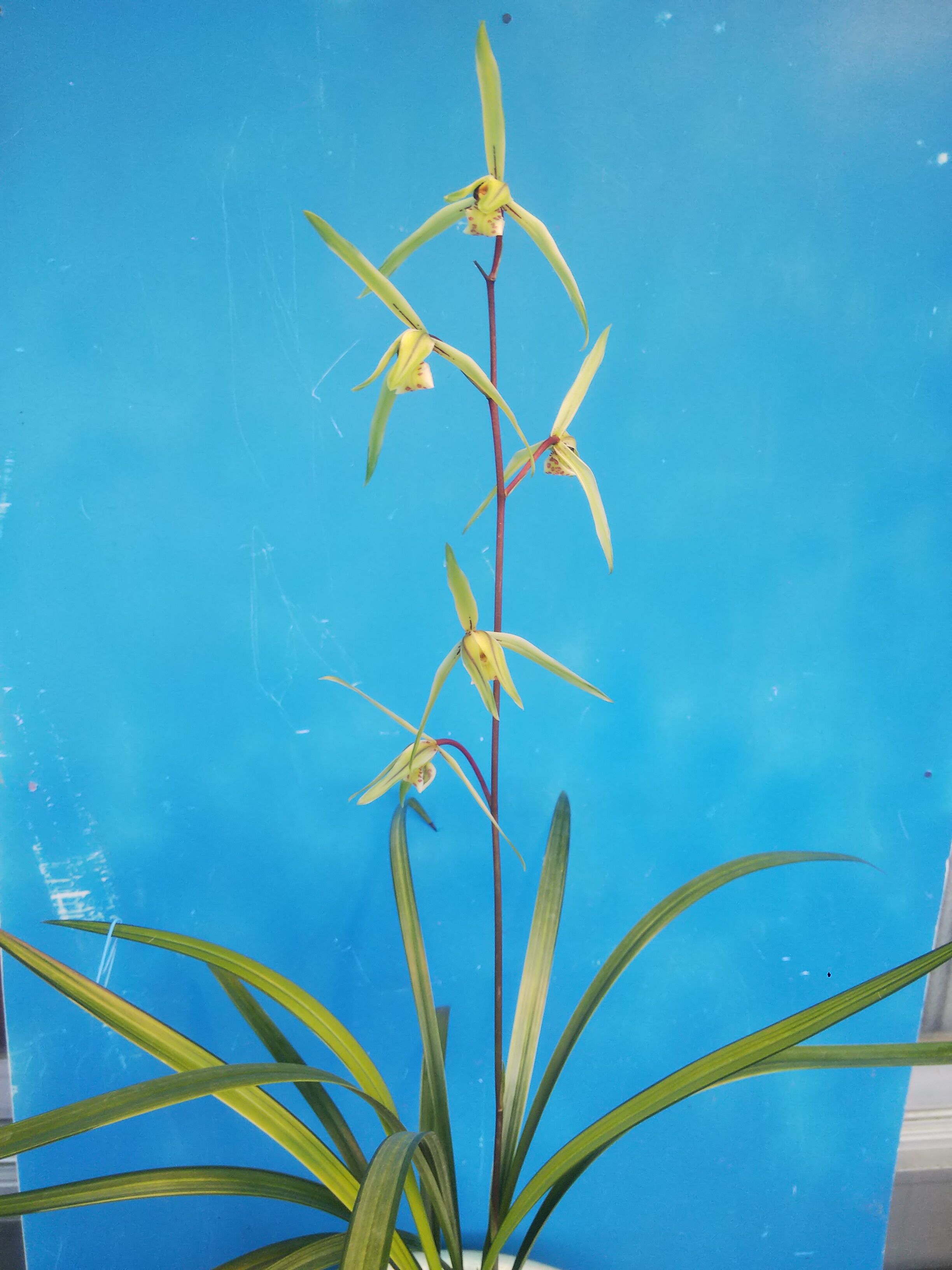 今年の初花 その5 ハカマの寒蘭日記