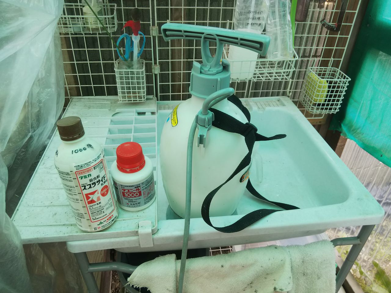久し振りの消毒 ハカマの寒蘭日記 久し振りの消毒 ハカマの寒蘭日記