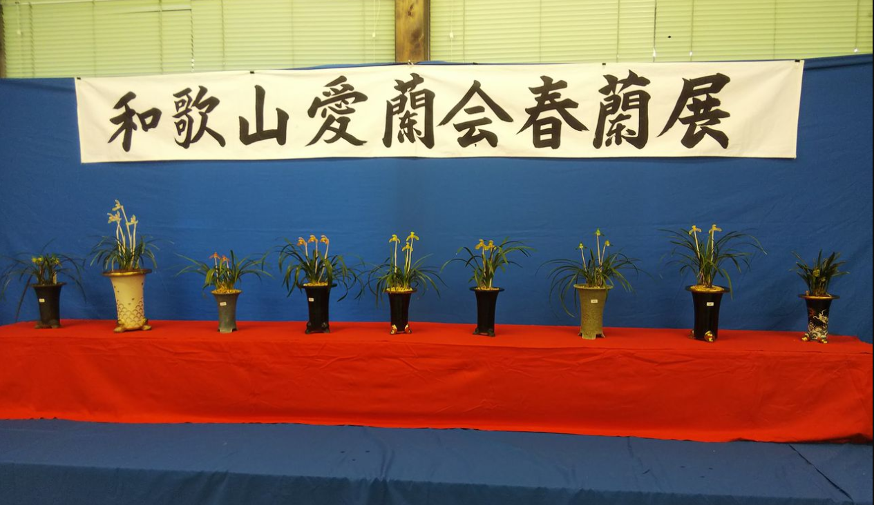 和歌山愛蘭会 春蘭早咲き展示会 のお知らせ ハカマの寒蘭日記