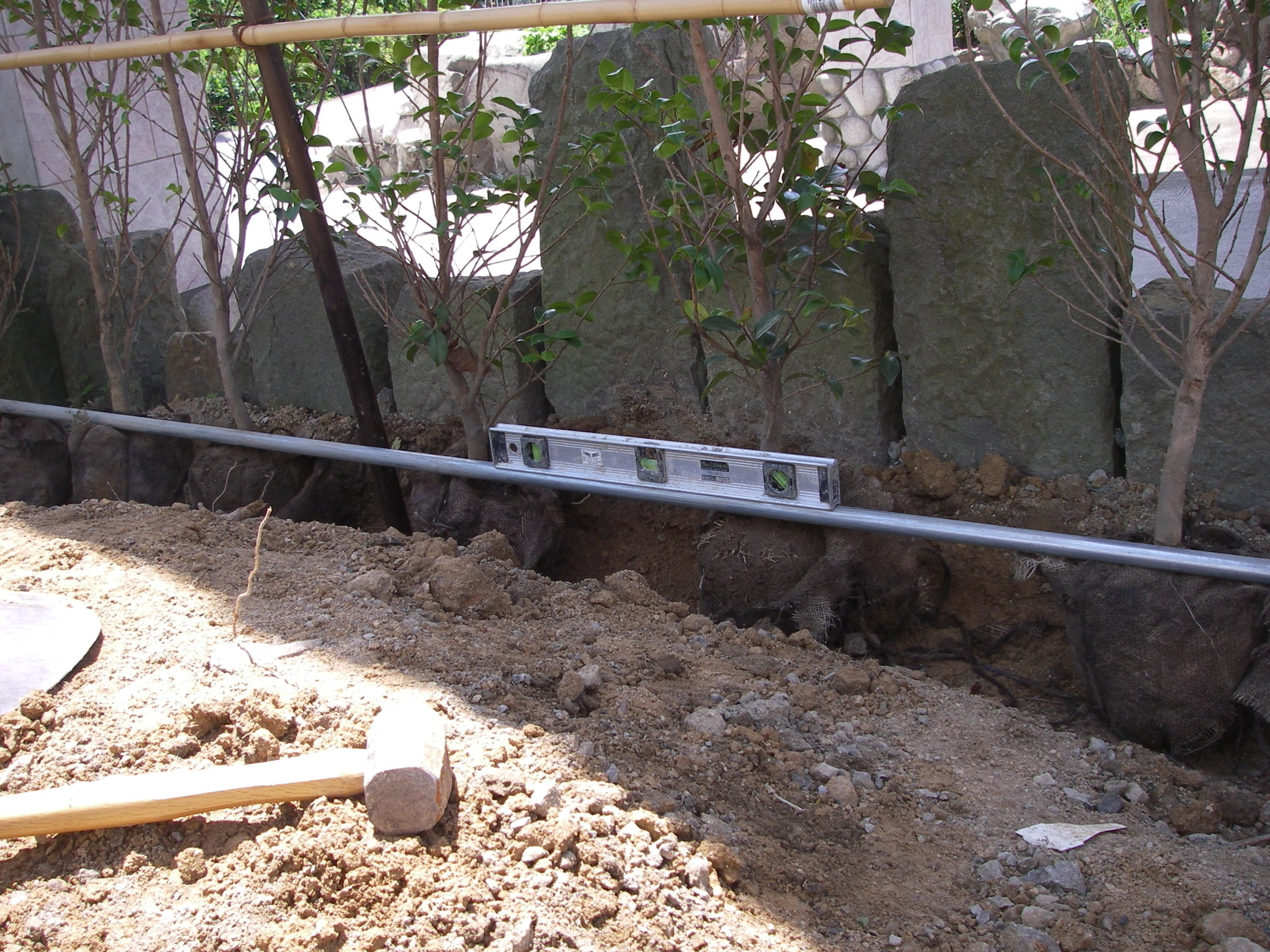 サザンカの生垣を作る 田舎暮らし 煙樹ヶ浜 えんじゅがはま だより