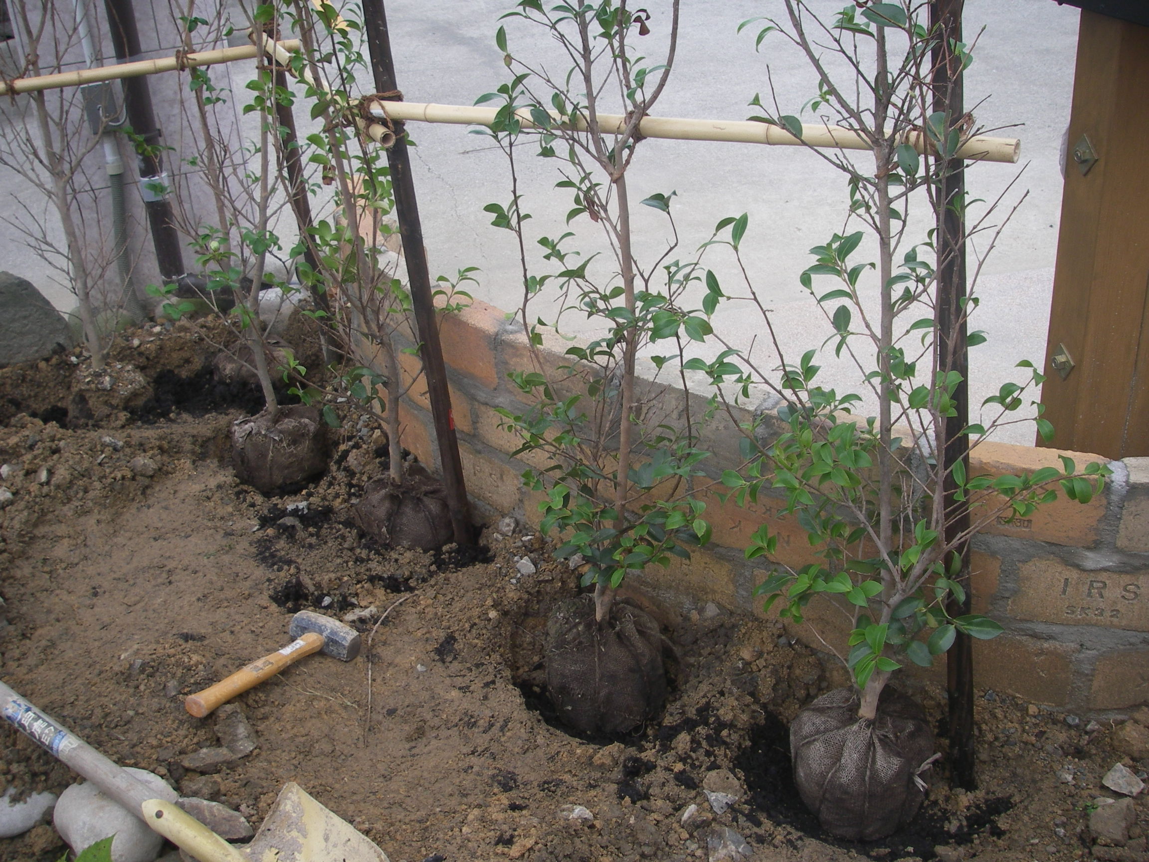 サザンカの生垣を作る 田舎暮らし 煙樹ヶ浜 えんじゅがはま だより