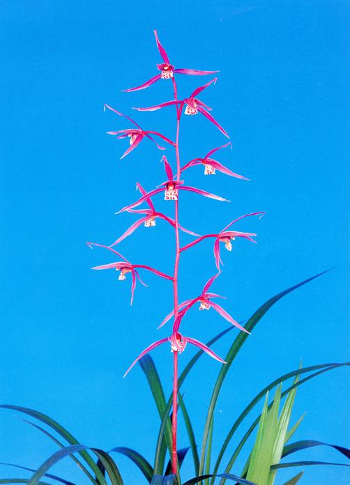 土佐寒蘭〔日光〕開花中 土佐寒蘭〔日光〕開花中 - メルカリ