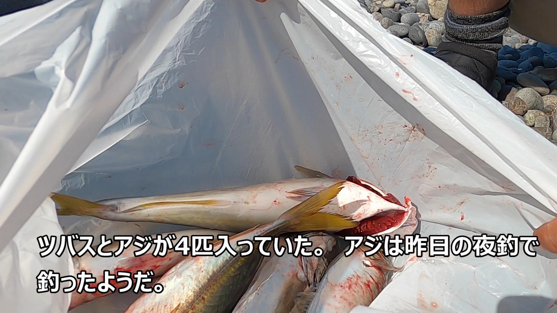 煙樹ヶ浜の臨時釣情報を上げました 田舎暮らし 煙樹ヶ浜 えんじゅがはま だより