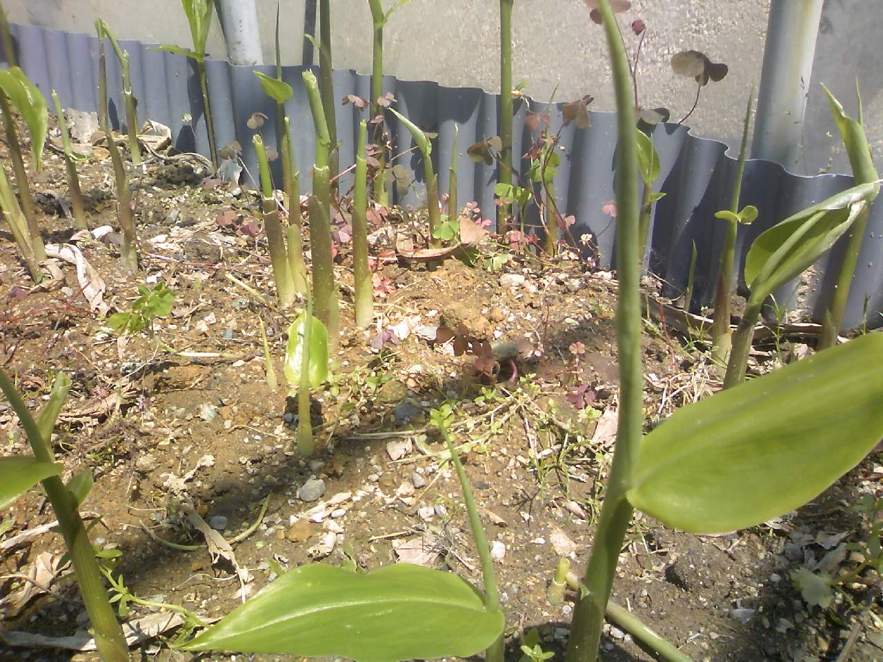 ミョウガタケを食べる 田舎暮らし 煙樹ヶ浜 えんじゅがはま だより