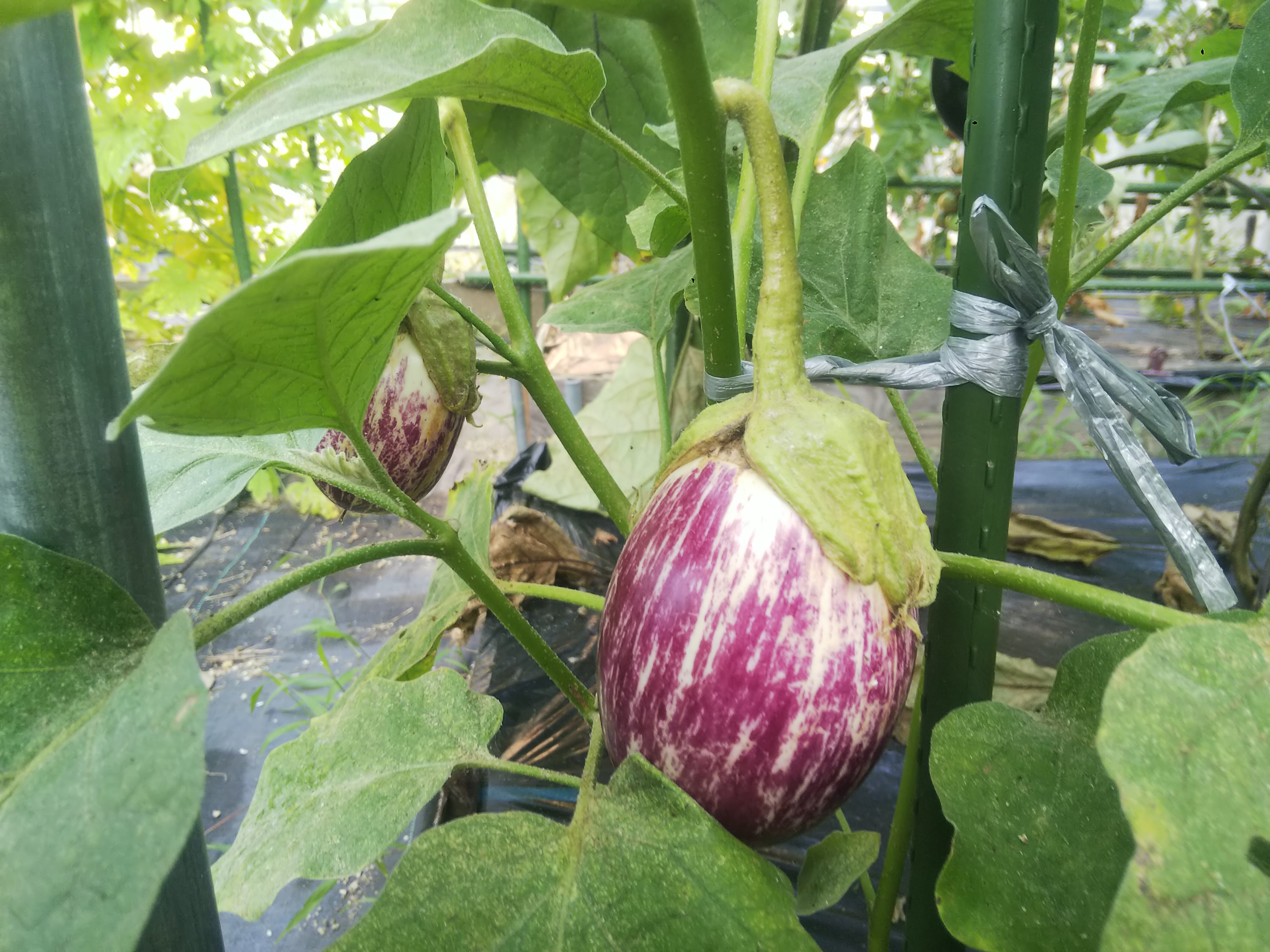 珍しい野菜の収穫 その2 田舎暮らし 煙樹ヶ浜 えんじゅがはま だより 珍しい野菜の収穫 その2 田舎暮らし 煙樹ヶ浜 えんじゅがはま だより