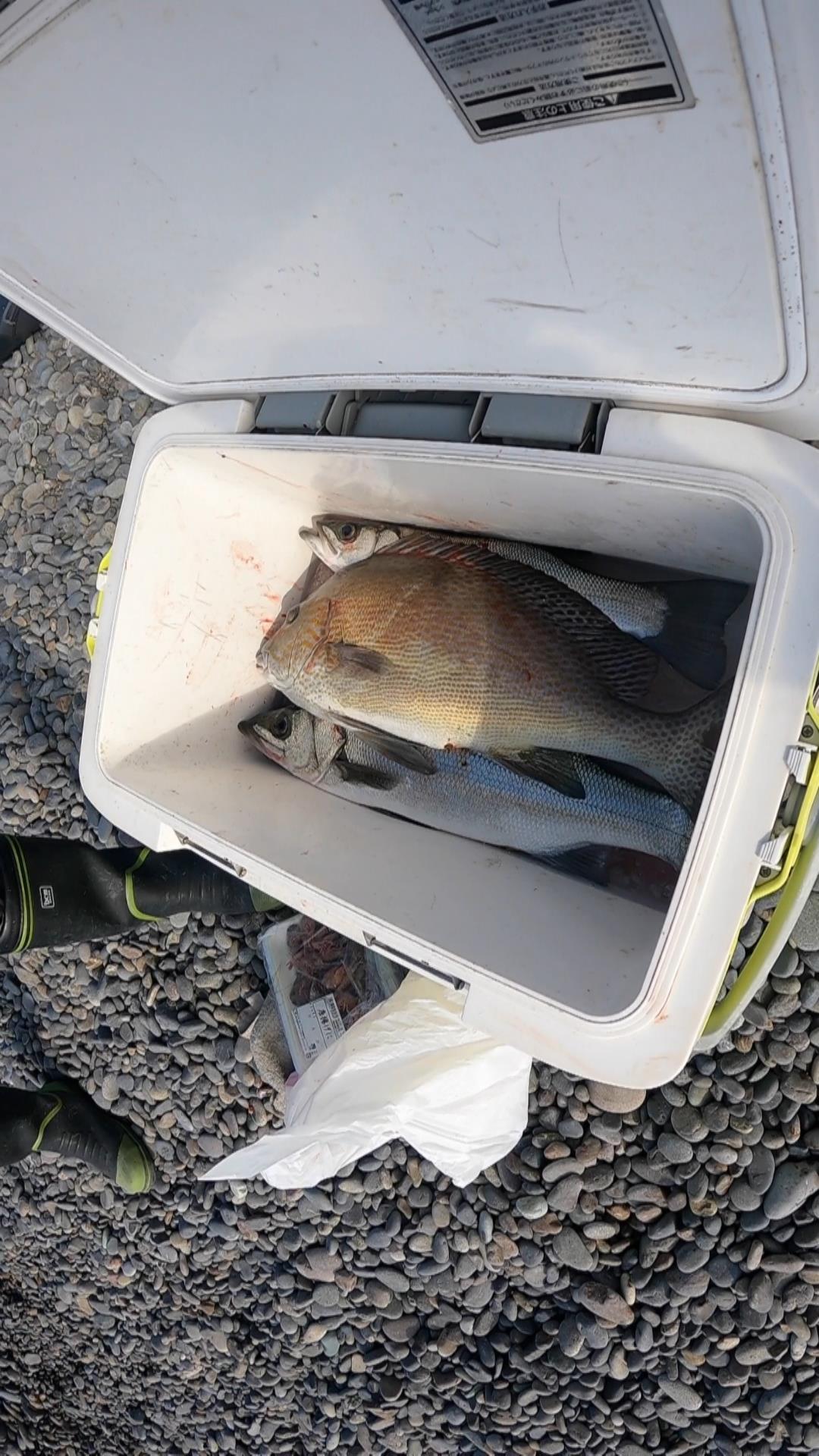 渚釣りでコロダイ 平ススキが釣れる 田舎暮らし 煙樹ヶ浜 えんじゅがはま だより