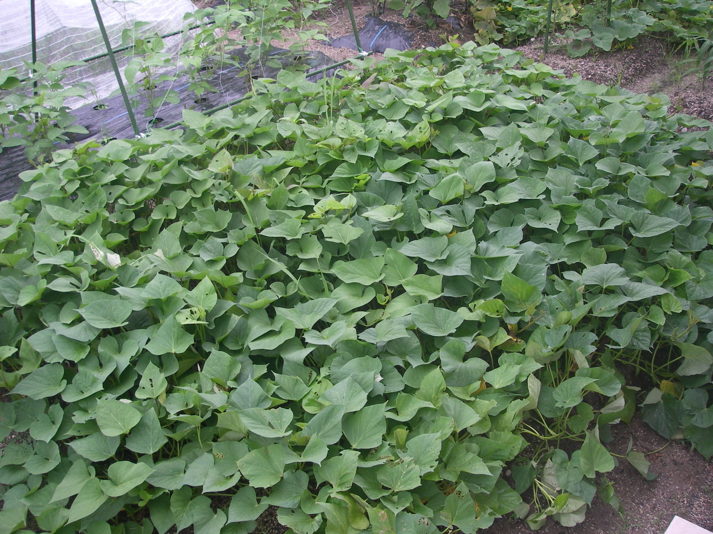 孫と一緒にサツマイモの収穫をする 田舎暮らし 煙樹ヶ浜 えんじゅがはま だより