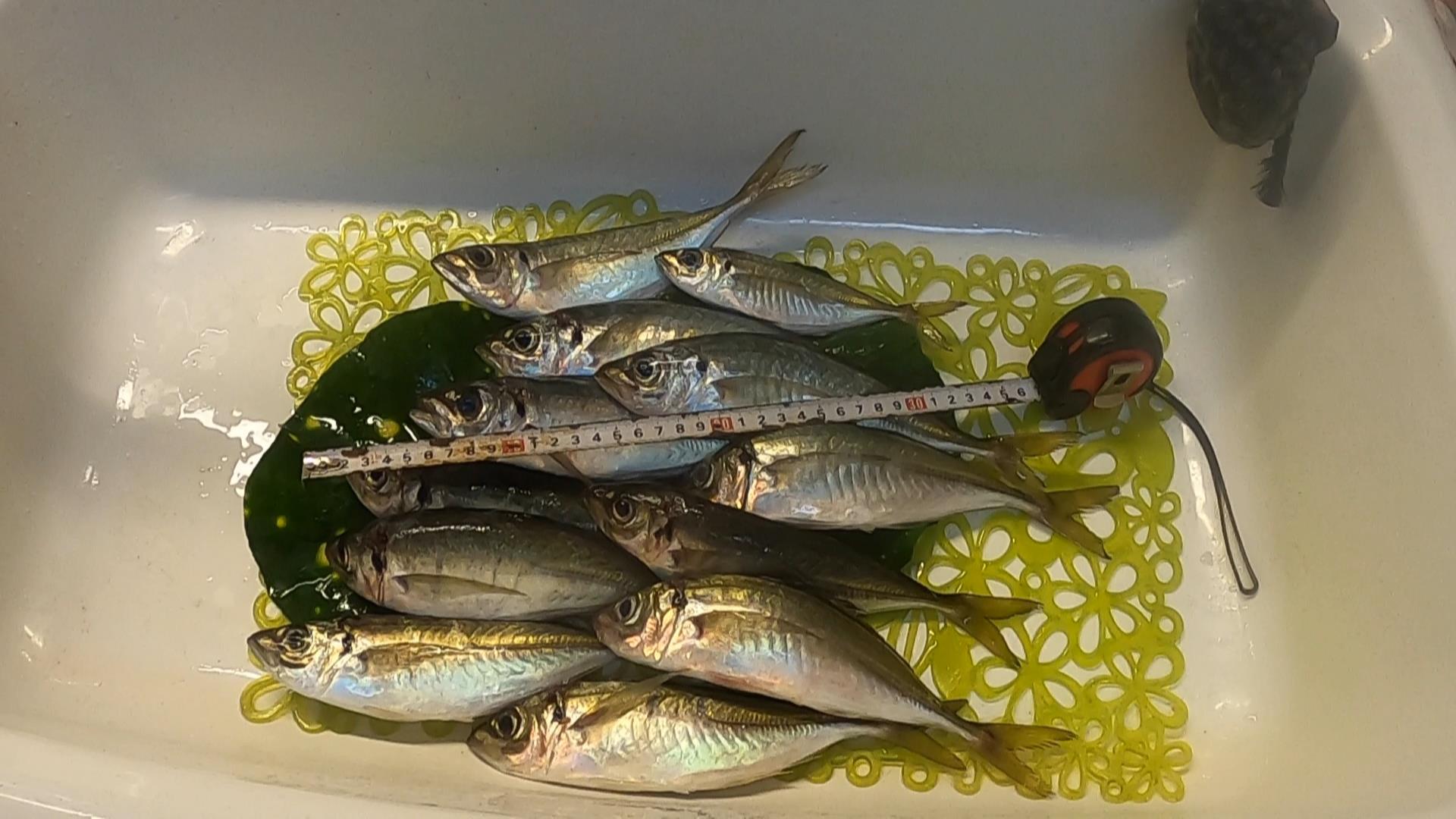 夜釣りのアジ釣り 田舎暮らし 煙樹ヶ浜 えんじゅがはま だより 夜釣りのアジ釣り 田舎暮らし 煙樹ヶ浜 えんじゅがはま だより