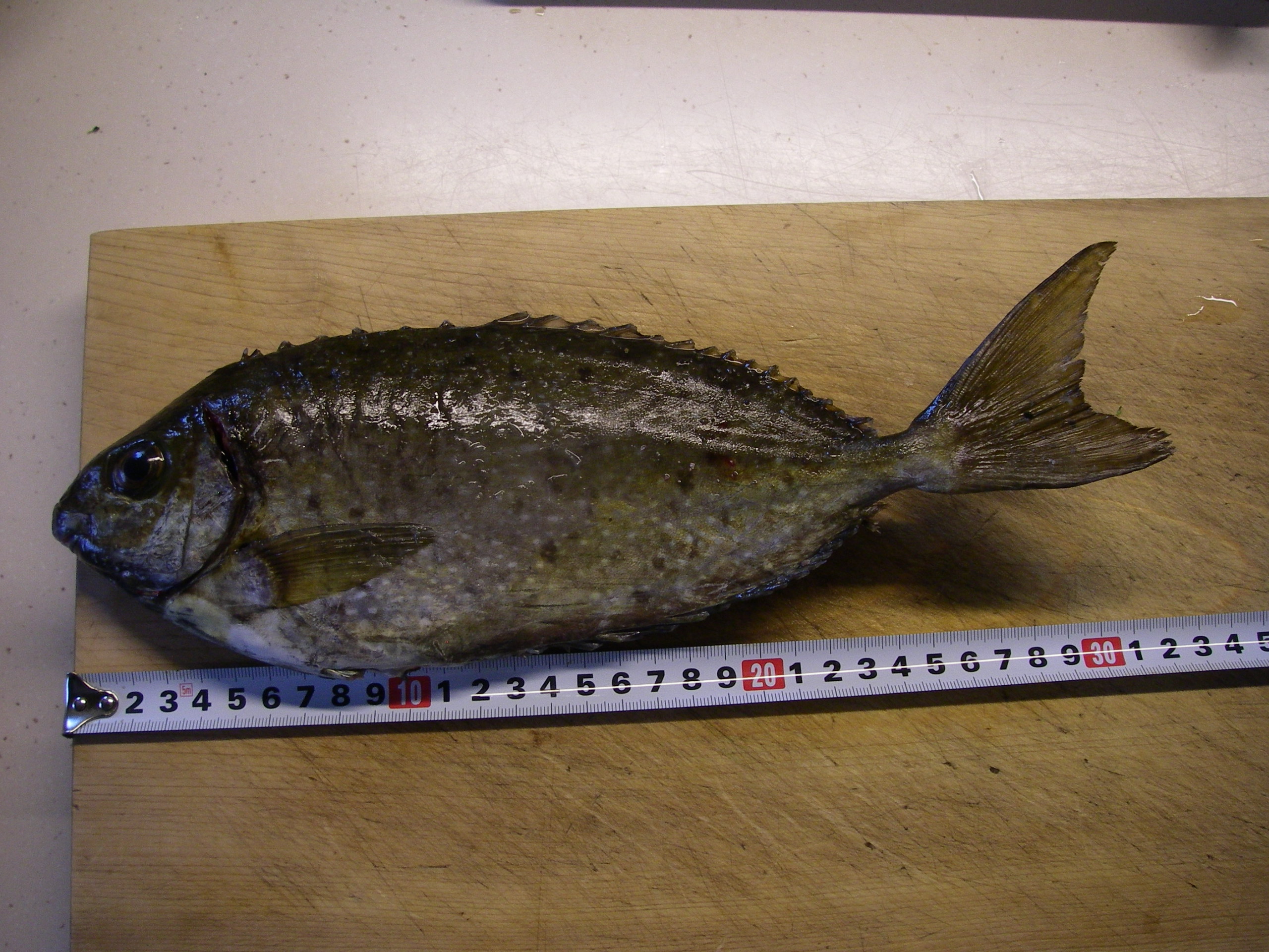 背びれに毒のあるアイゴが釣れた 田舎暮らし 煙樹ヶ浜 えんじゅがはま だより