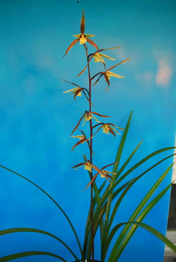 かんらん遅咲き会 のお知らせ 田舎暮らし 煙樹ヶ浜 えんじゅがはま だより