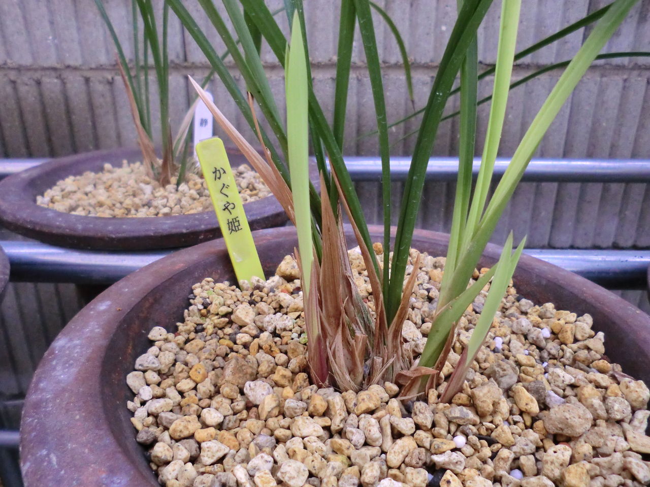 土佐寒蘭、白金鵄の二鉢 : 田舎暮らし・煙樹ヶ浜（えんじゅがはま)だより