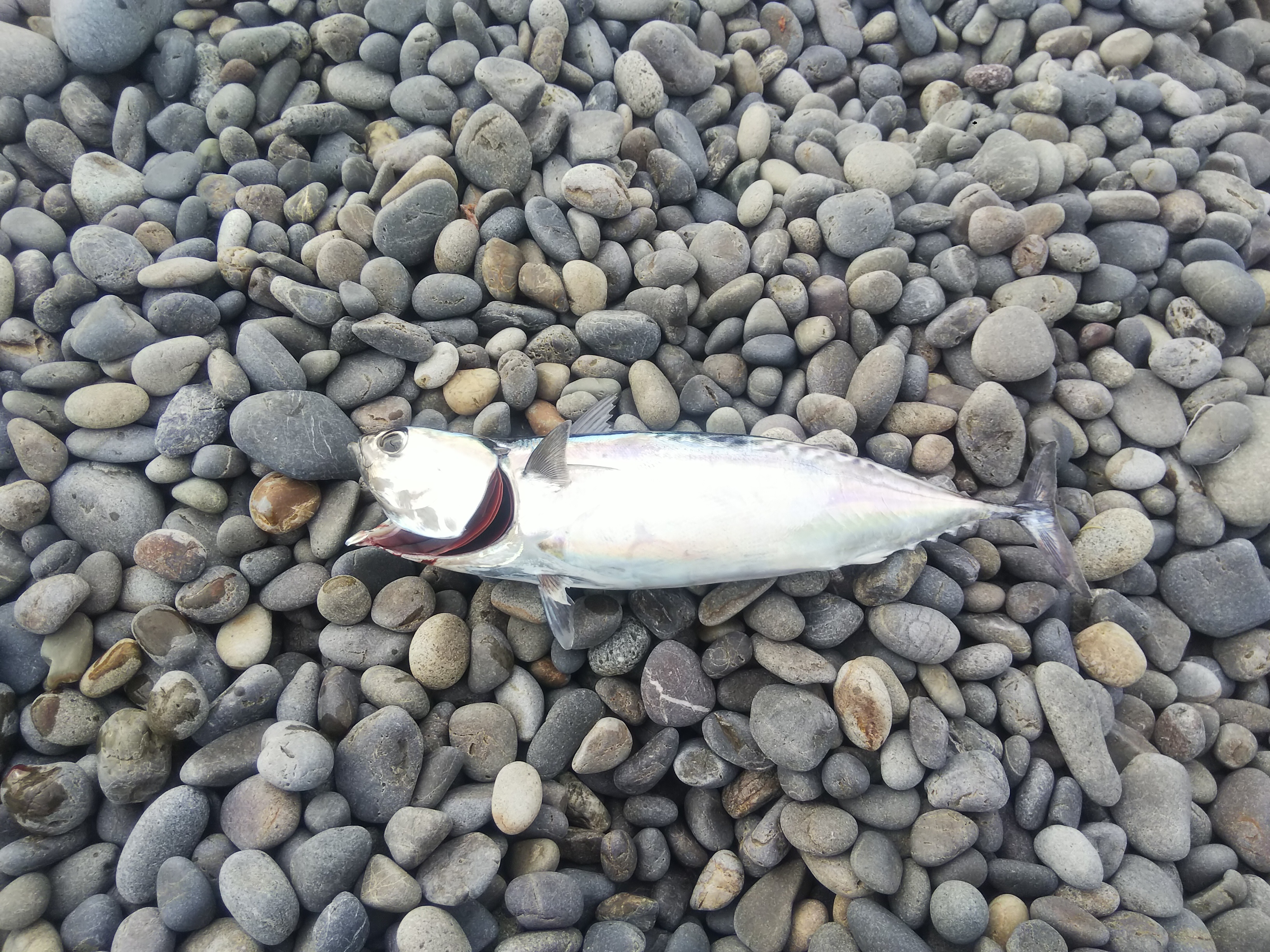 三度目の正直でカツオが釣れた 田舎暮らし 煙樹ヶ浜 えんじゅがはま だより