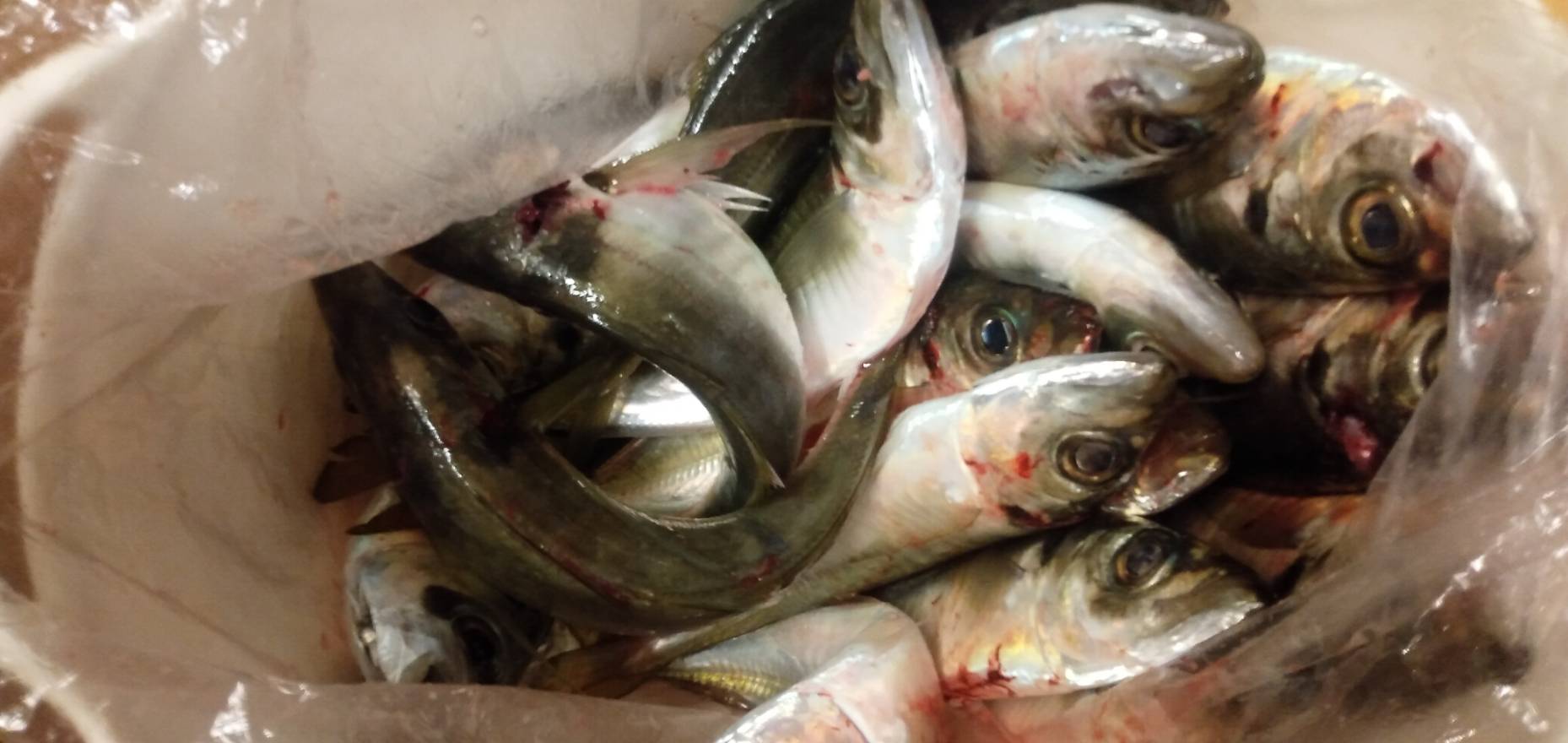 アジ大漁の初釣り 田舎暮らし 煙樹ヶ浜 えんじゅがはま だより