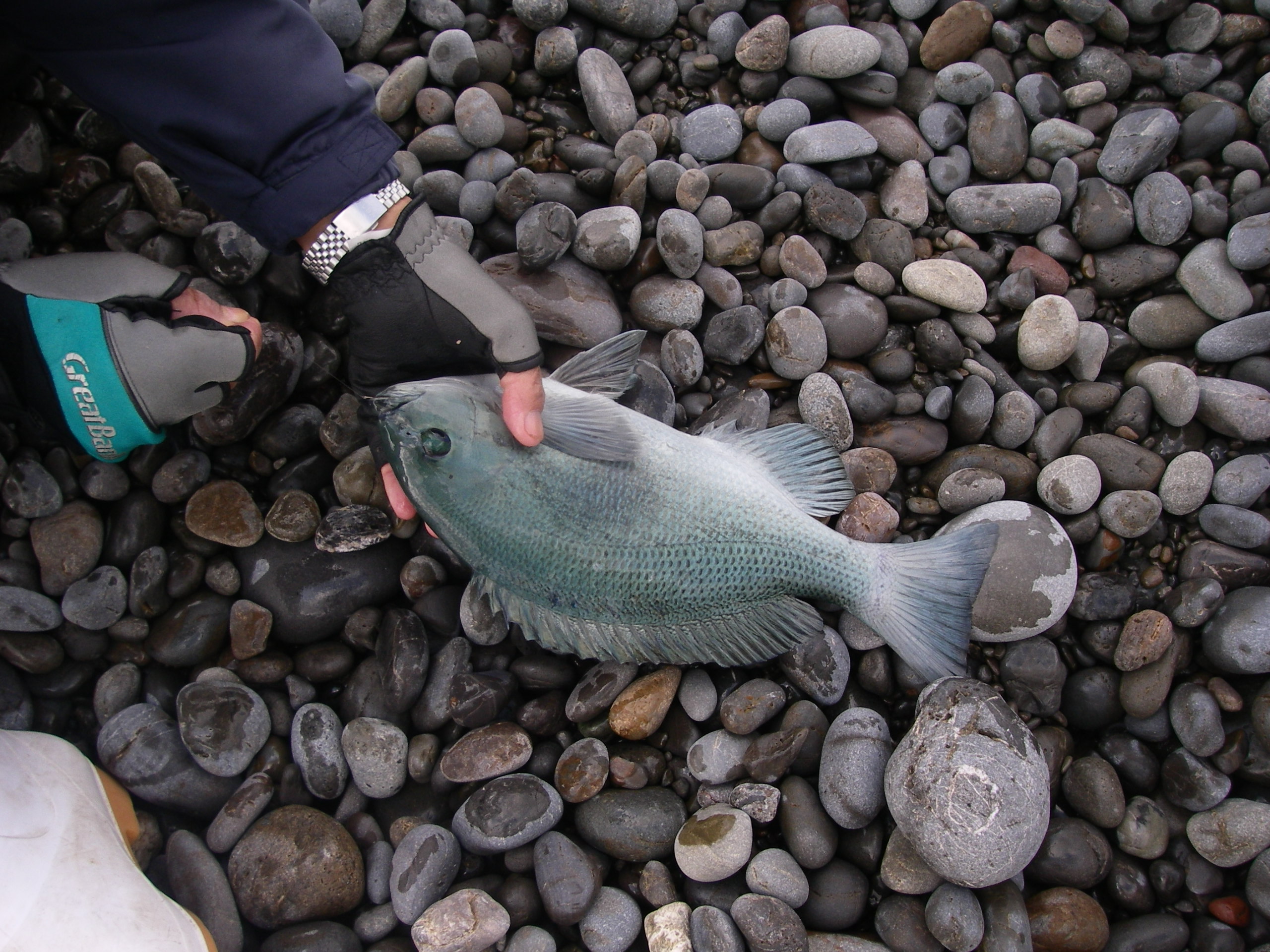 ベイトリールのカゴ釣り実践に入る 田舎暮らし 煙樹ヶ浜 えんじゅがはま だより