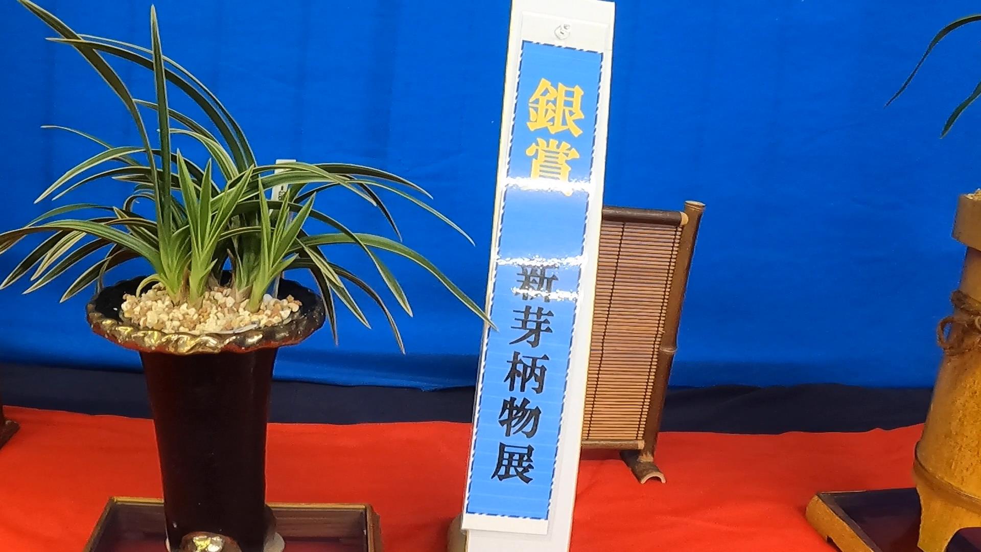 和歌山愛蘭会の春蘭 寒蘭新芽会が開催されました 田舎暮らし 煙樹ヶ浜 えんじゅがはま だより 和歌山愛蘭会の春蘭 寒蘭新芽会が開催されました 田舎暮らし 煙樹ヶ浜 えんじゅがはま だより