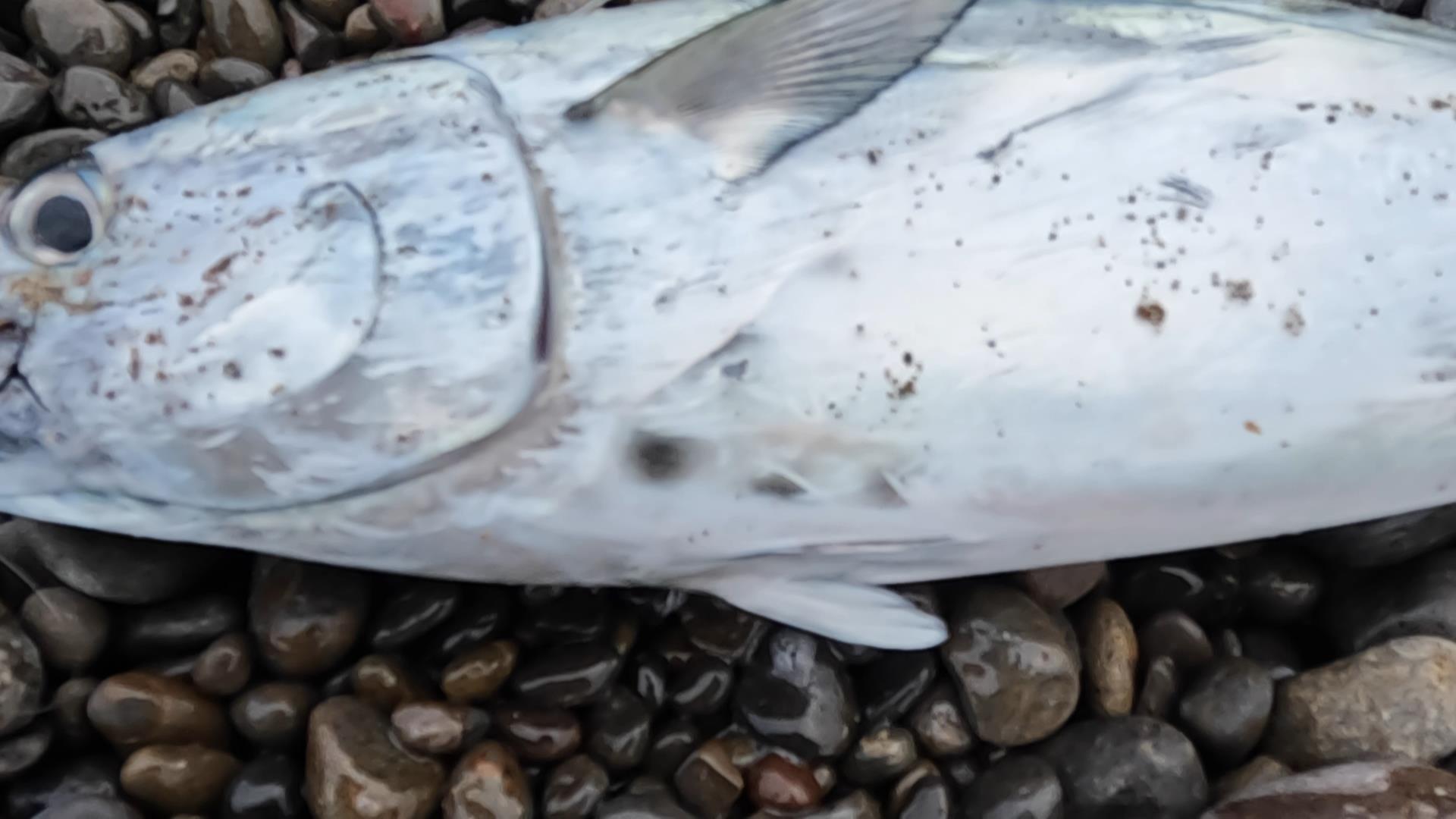 田舎暮らし・煙樹ヶ浜(えんじゅがはま)だより : 幻の高級魚「ヤイトカツオ」