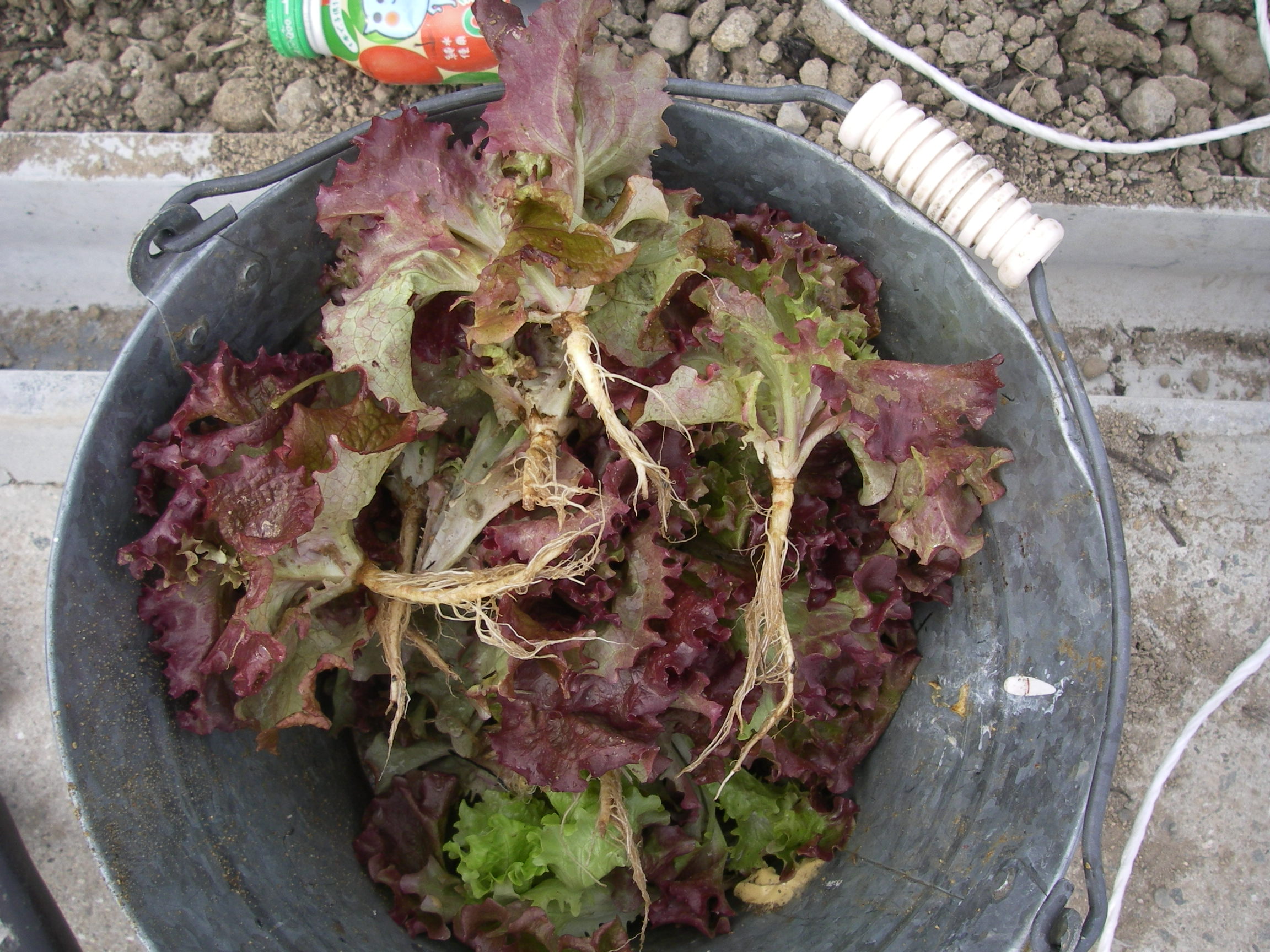 サニーレタスを植えつける 田舎暮らし 煙樹ヶ浜 えんじゅがはま だより