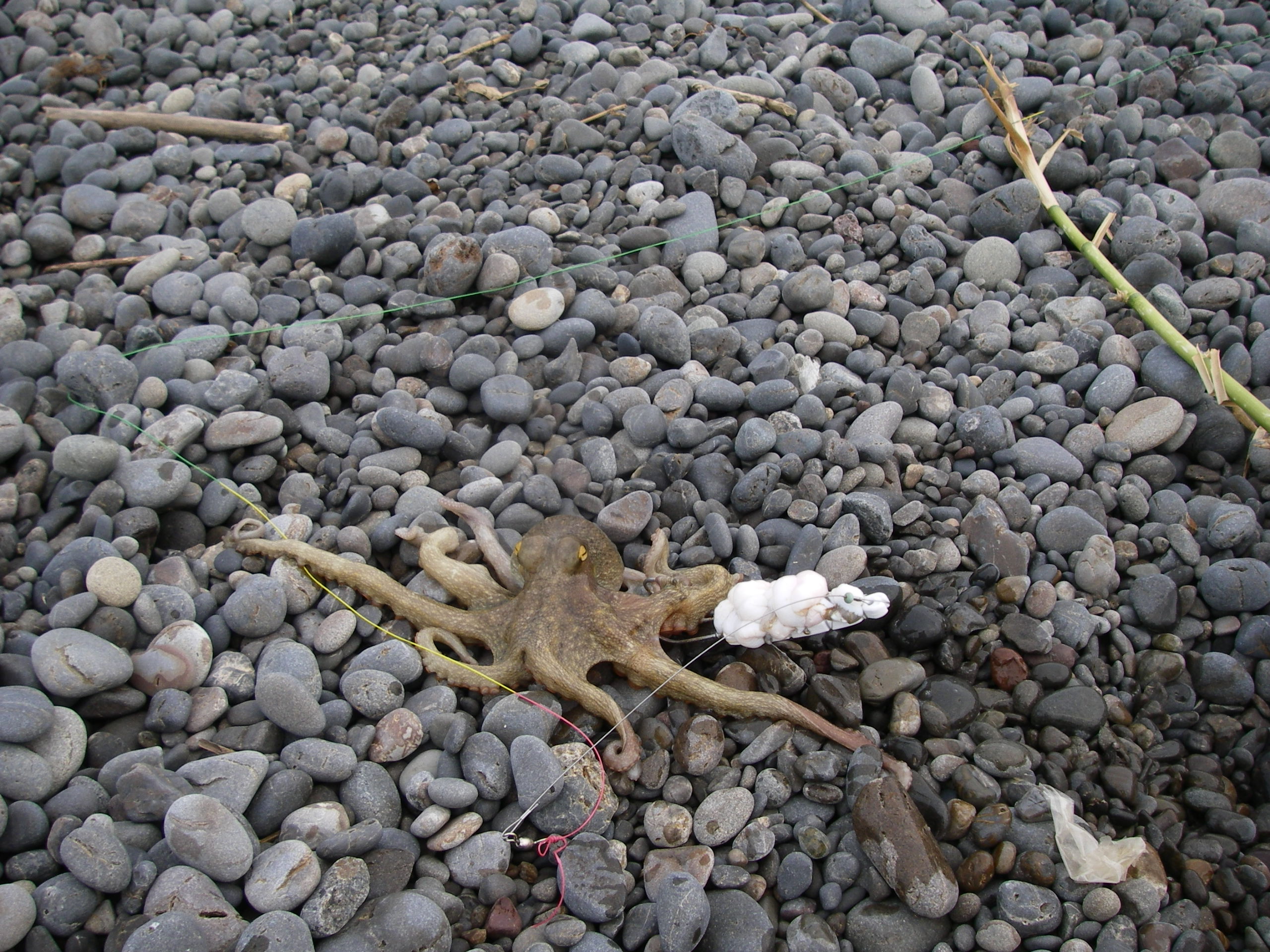 ウミガメが産卵する煙樹ヶ浜でタコ釣り 田舎暮らし 煙樹ヶ浜 えんじゅがはま だより
