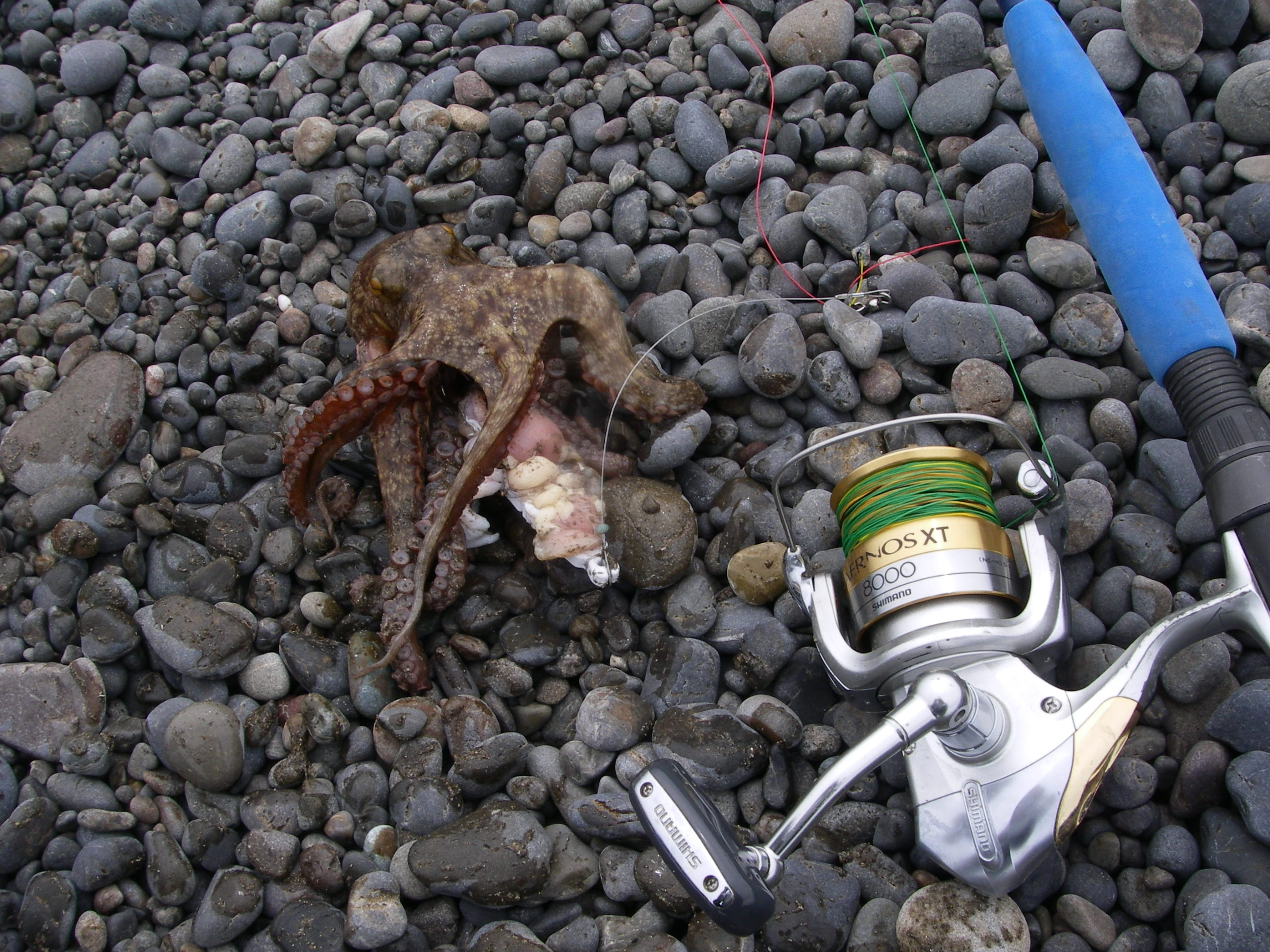 タコ釣りに挑戦しました 田舎暮らし 煙樹ヶ浜 えんじゅがはま だより