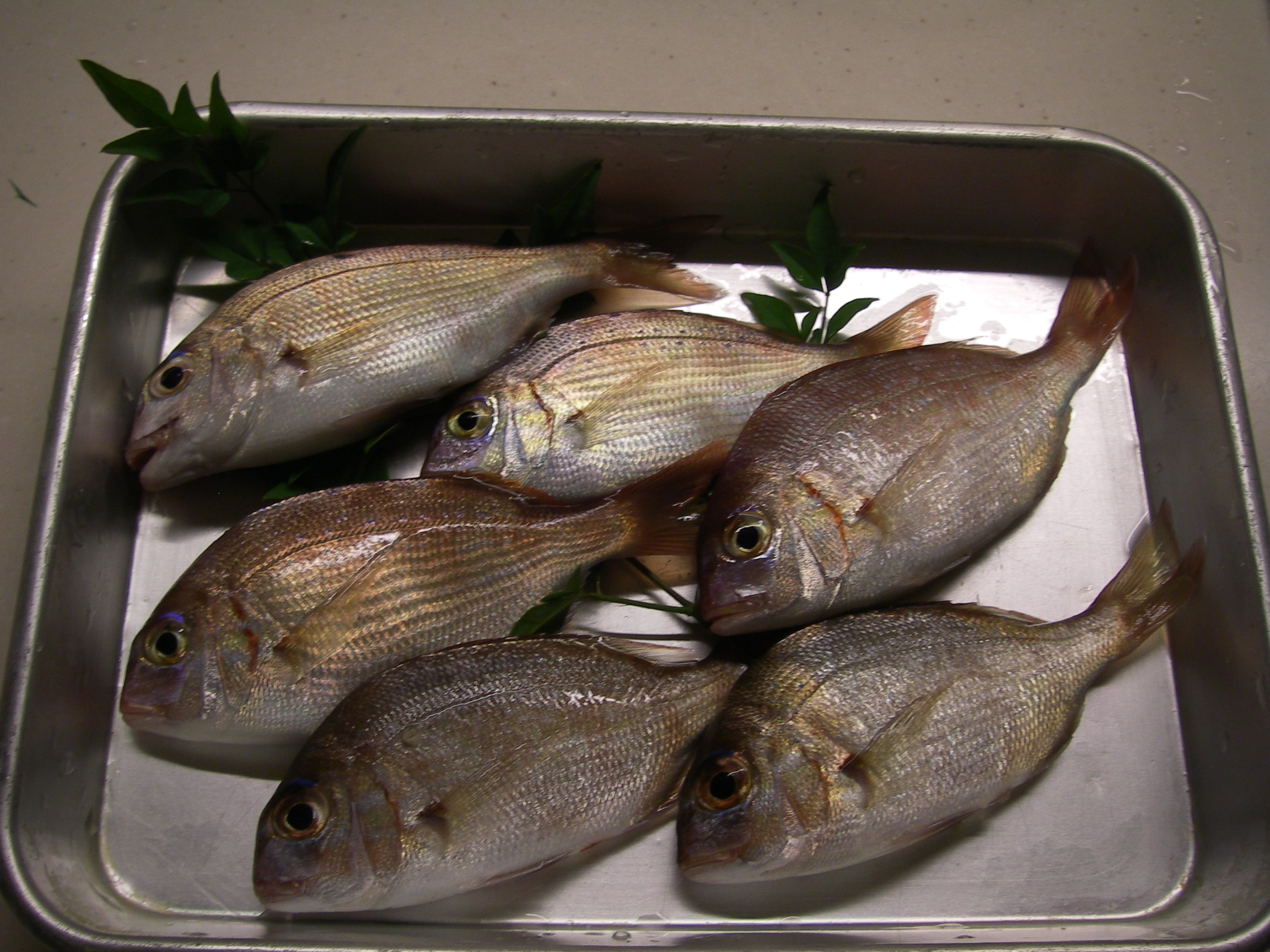 キスの渚釣り に挑戦する 田舎暮らし 煙樹ヶ浜 えんじゅがはま だより