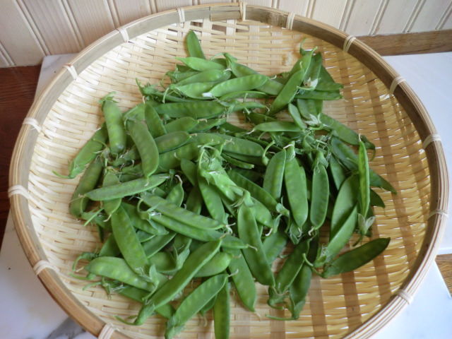 マメ科の野菜たち 田舎暮らし 煙樹ヶ浜 えんじゅがはま だより