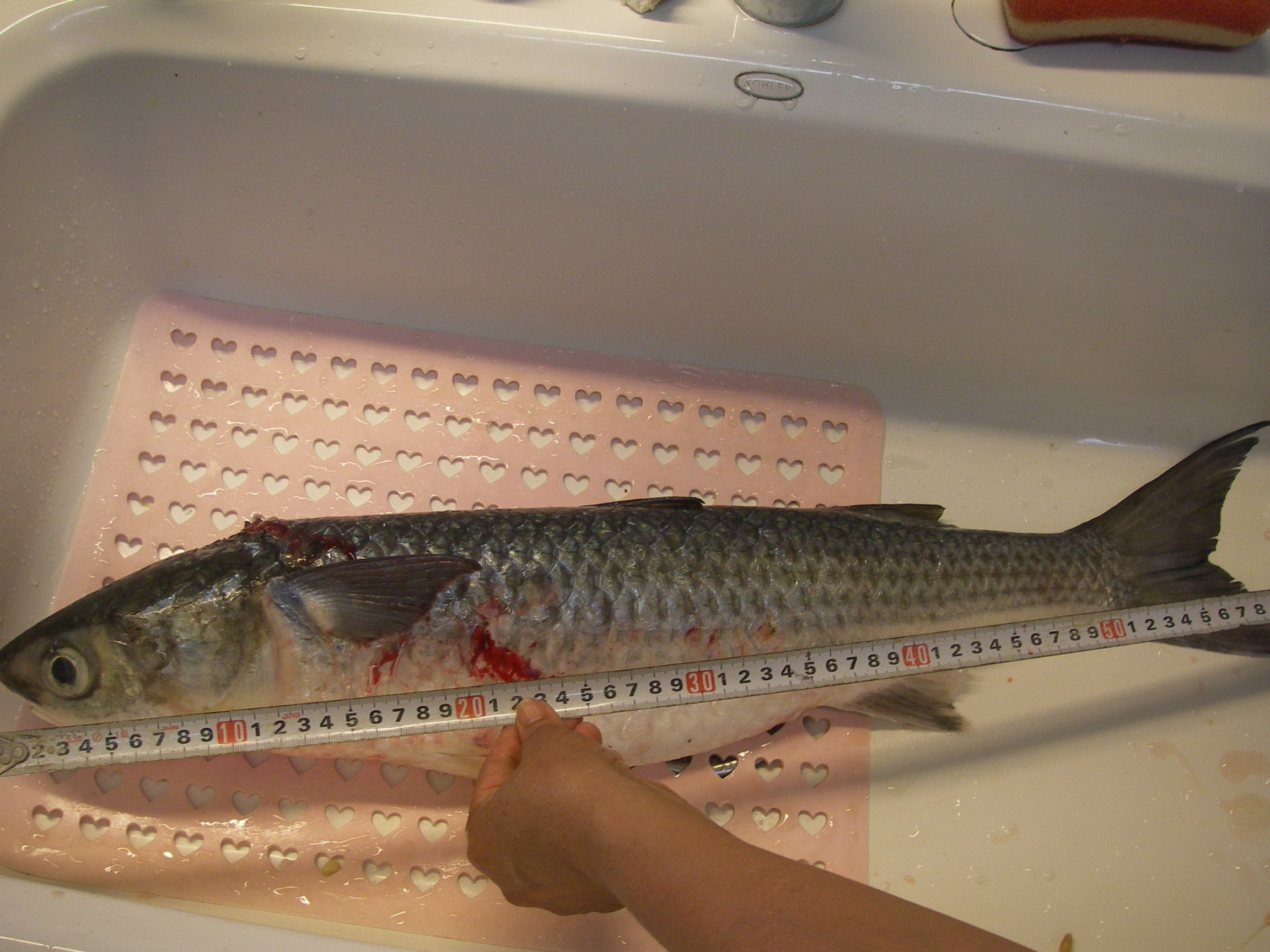 ボラをもらった 田舎暮らし 煙樹ヶ浜 えんじゅがはま だより
