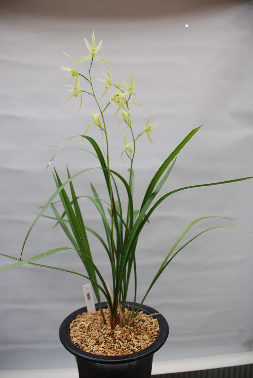日向寒蘭、白花素心、日向白竜