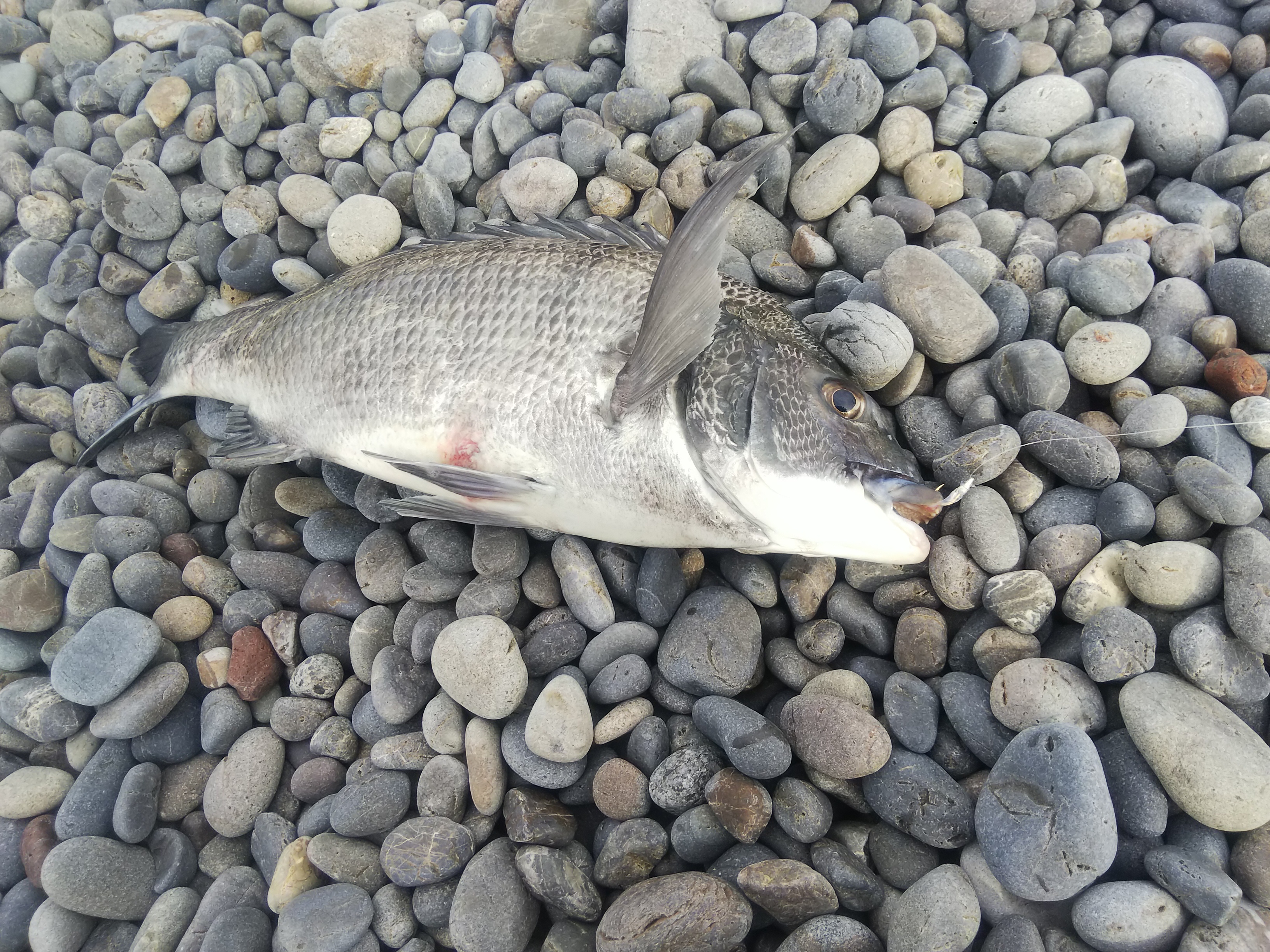 三度目の正直でカツオが釣れた 田舎暮らし 煙樹ヶ浜 えんじゅがはま だより