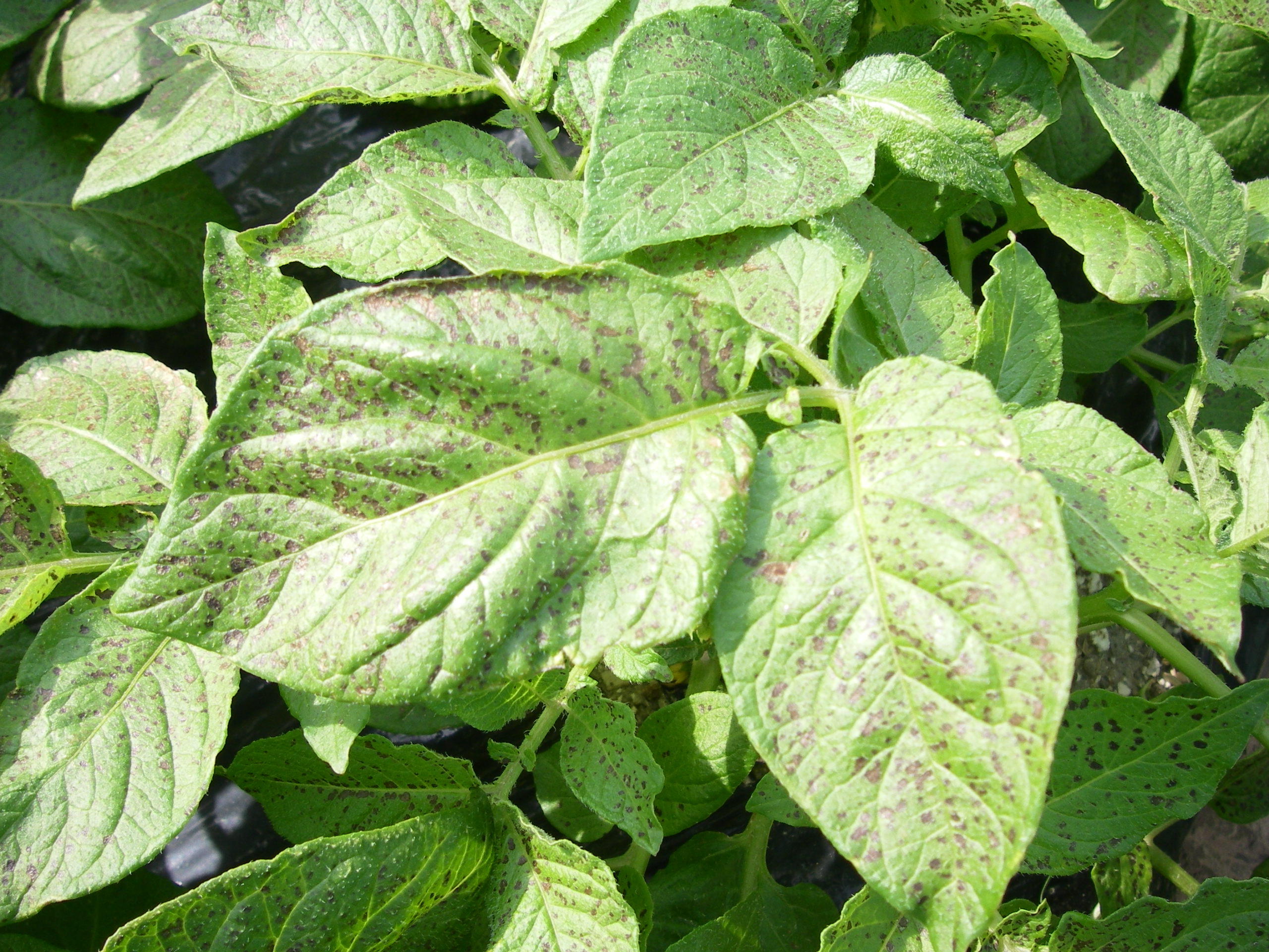 ジャガイモの収穫 田舎暮らし 煙樹ヶ浜 えんじゅがはま だより