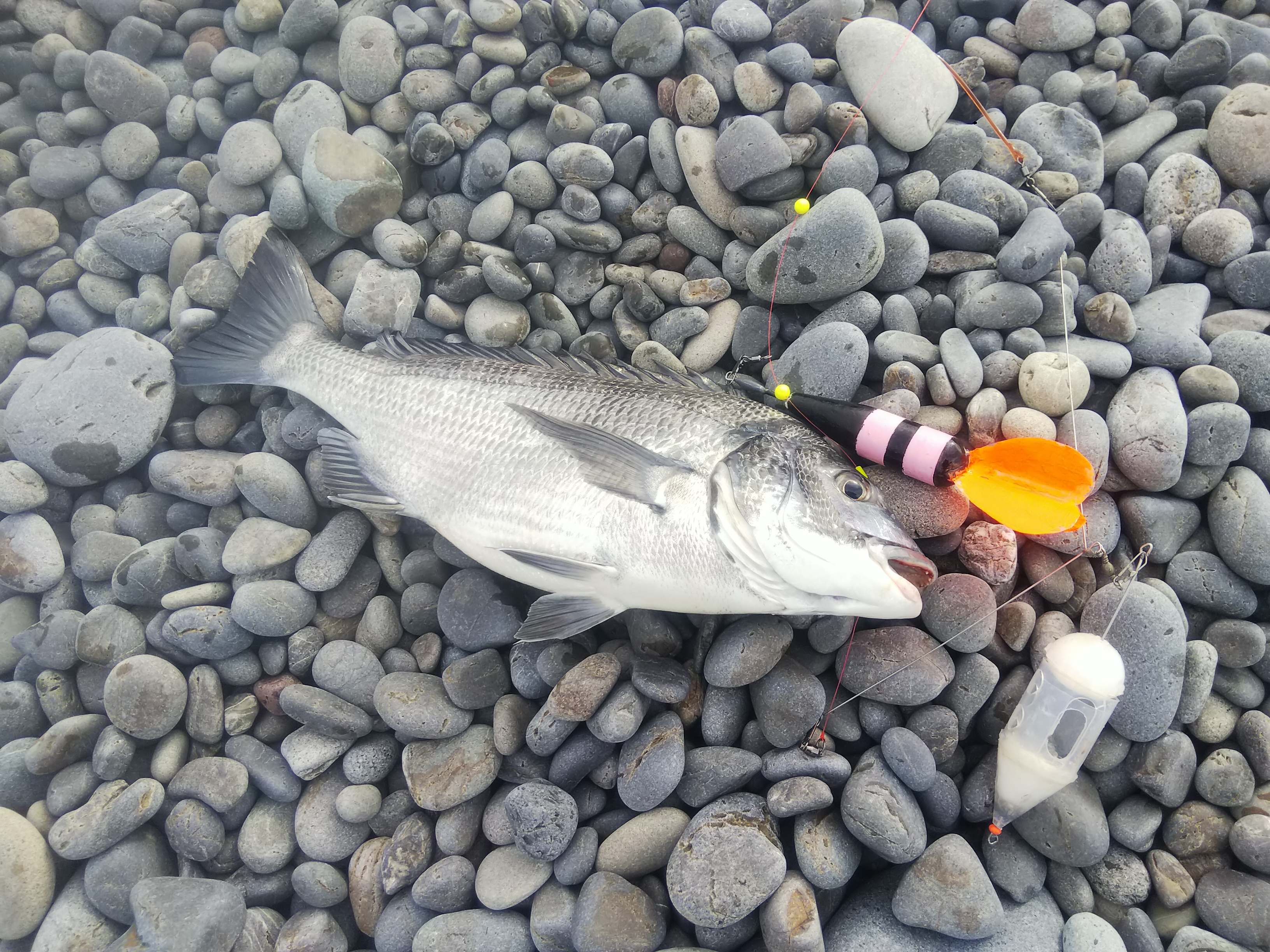 三度目の正直でカツオが釣れた 田舎暮らし 煙樹ヶ浜 えんじゅがはま だより