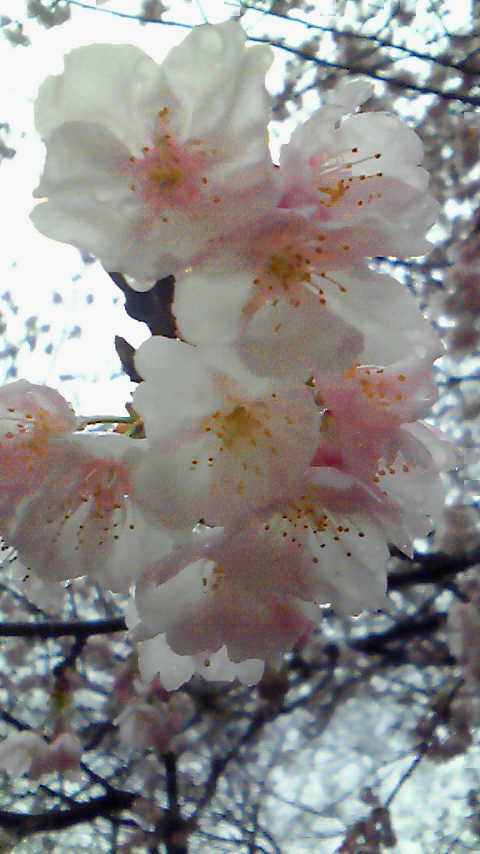 善人なればこそ 鬼の餌食になりやすい 脳内リアリズム