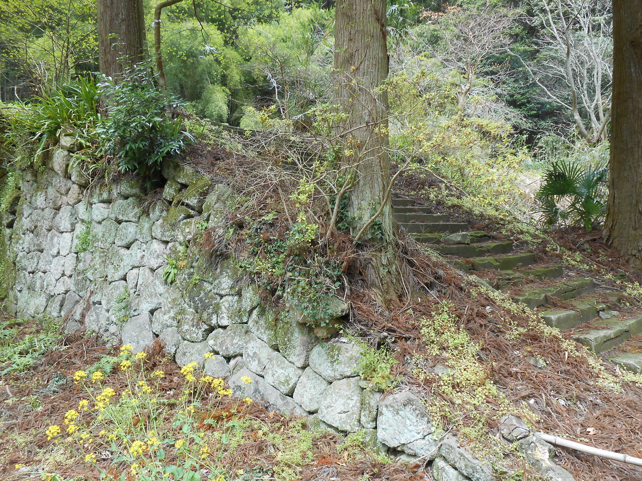 小屋禎