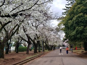 230324天台桜２