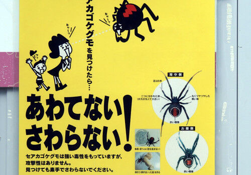 セアカゴケグモ