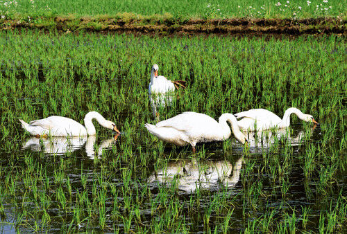 コブハクチョウ