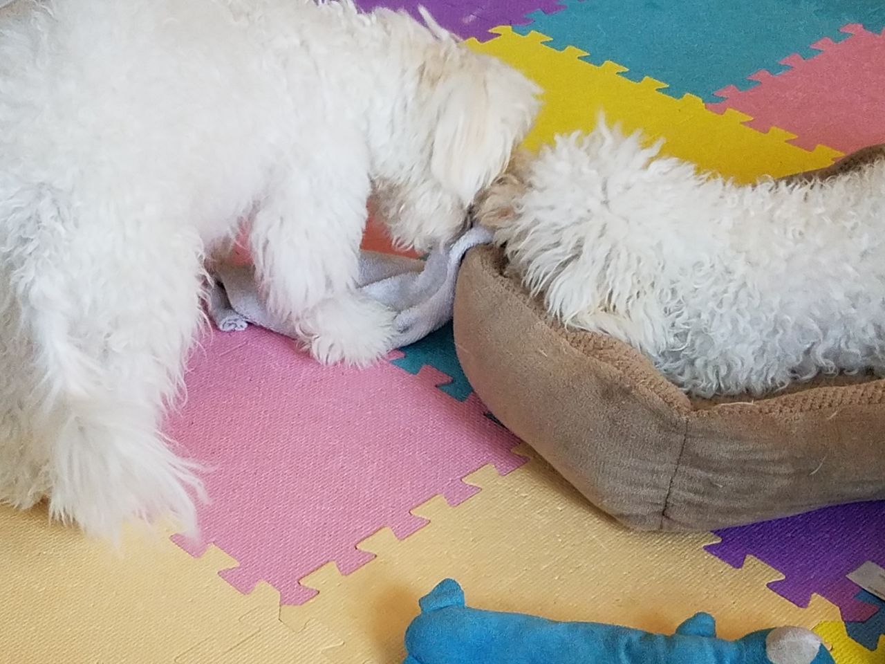 雑巾で遊ぶボロ雑巾のような犬 ちびつぶ