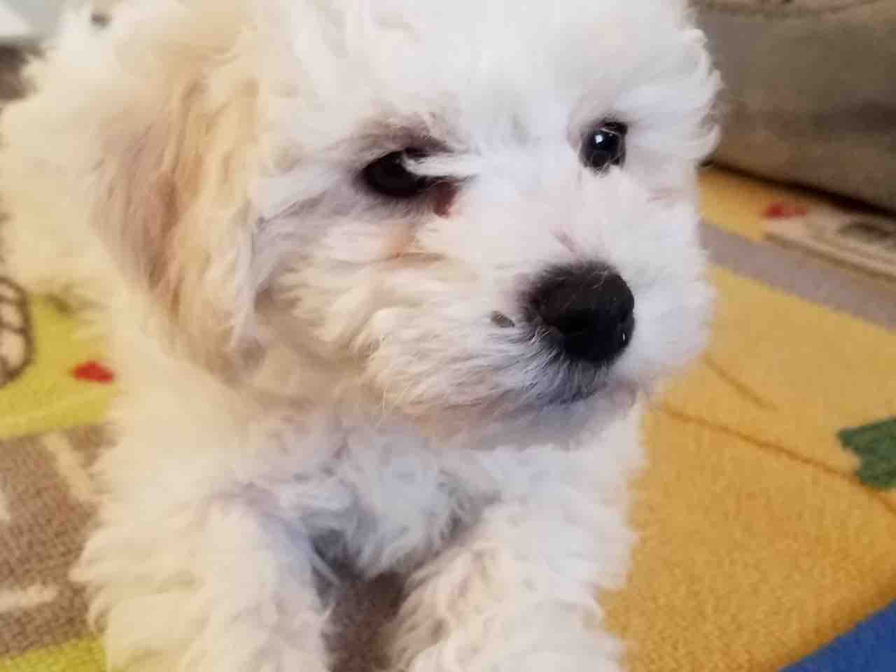 つぶさんの涙焼け ちびつぶ