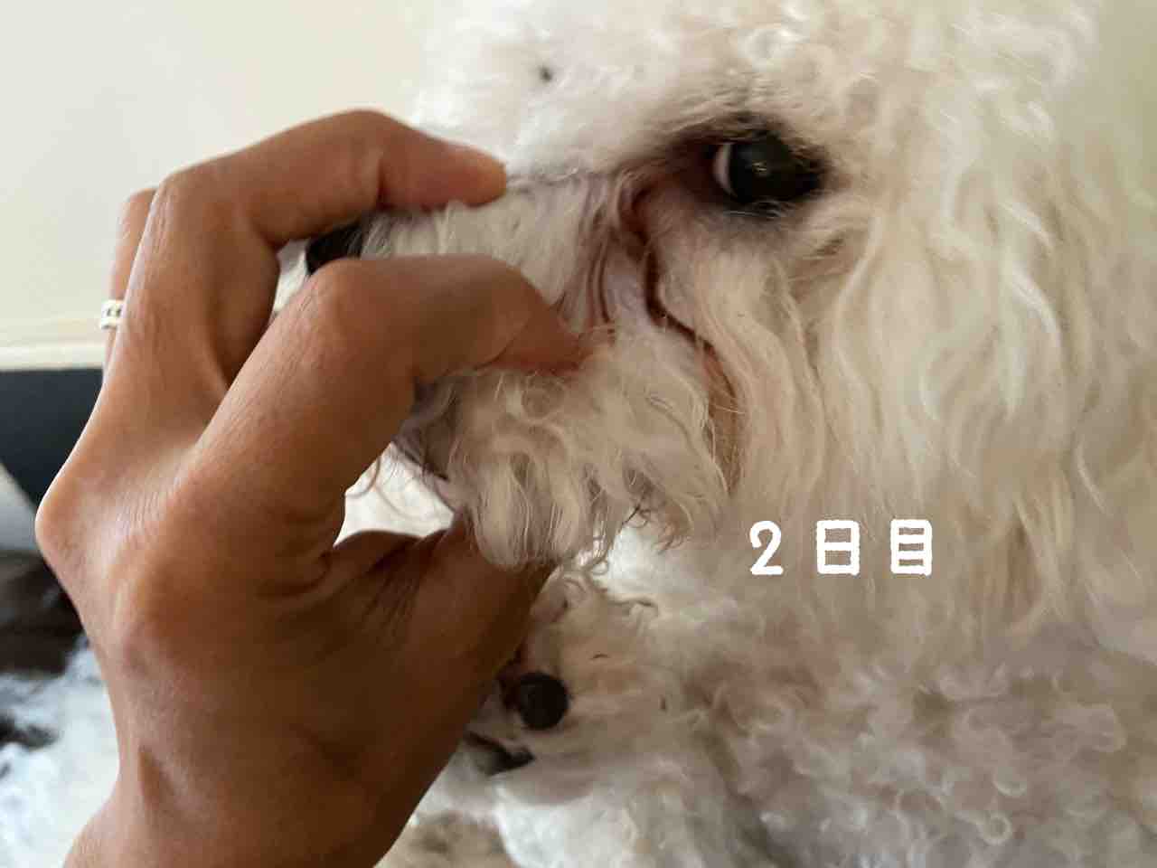 涙やけ ちびつぶ