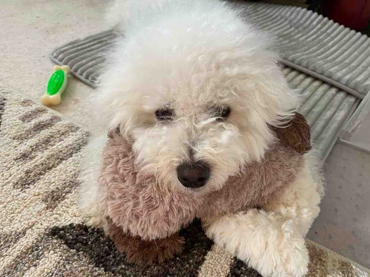 可愛いジャイアン ちびつぶ