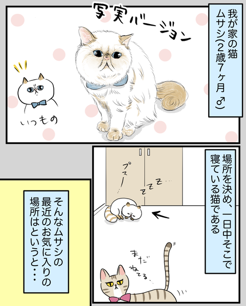 お気に入りの場所を何度も移動させられた猫 桃金兄弟と母の日常 Powered By ライブドアブログ
