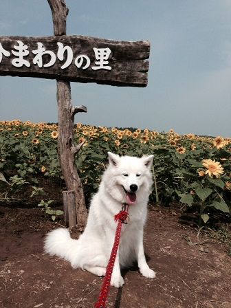 himawari05