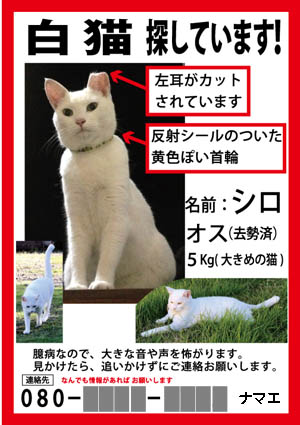 記事 迷子猫の探し方４ 迷子ペットのポスター チラシ デザイン 迷子猫探しの記録 シロチャンどこいった