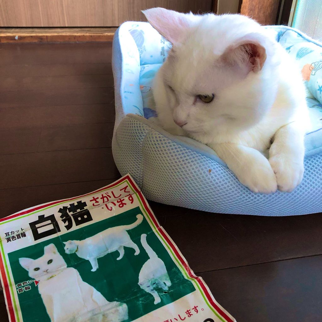 記事 迷子猫の探し方3 チラシに入れる電話番号問題 迷子猫探しの記録 シロチャンどこいった 記事 迷子猫の探し方3 チラシに入れる電話番号問題 迷子猫探しの記録 シロチャンどこいった