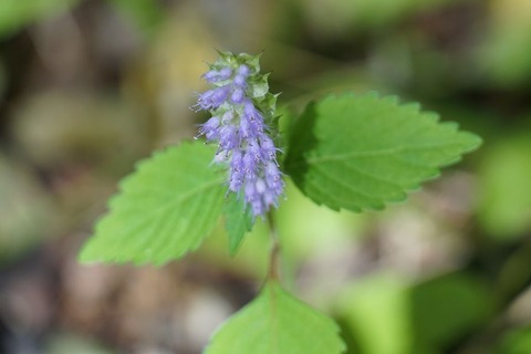 DSC07330.jpg2