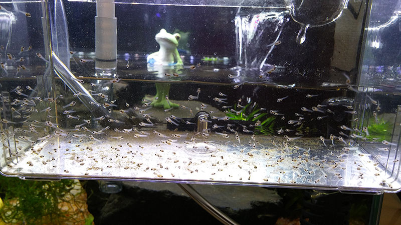 エンゼルフィッシュ繁殖 素人が水草はじめました