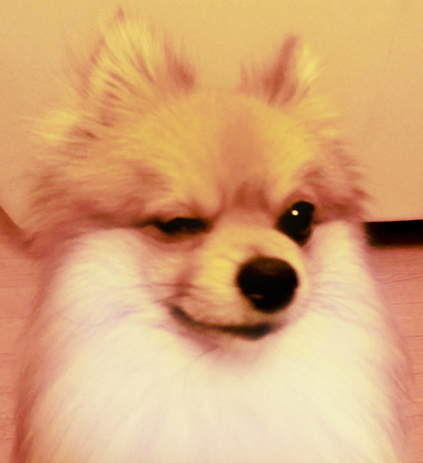 さらにウインクする犬 犬とネコと半ニート