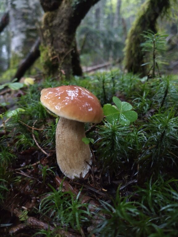 きのこ浴バカマツタケコメント