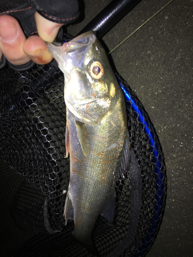 海釣り 若洲海浜公園 曇り えびみそ釣行記 海釣り 若洲海浜公園 曇り えびみそ釣行記